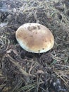 Forest mushroom brown cap boletus growing in the autumn forest among fallen leaves, moss and grass