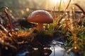 boletus mushroom in dew drops in grass in forest on a sunny summer day. Generative AI illustration Royalty Free Stock Photo