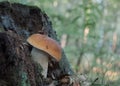 Boletus mushroom