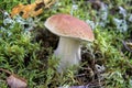 Boletus Edible Mushroom in the moss forest. Royalty Free Stock Photo