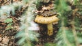 Boletus mushroom in the forest