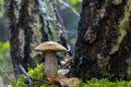 Boletus mushroom grows near birch tree