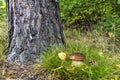 Boletus mushroom grows under a tree in the forest Royalty Free Stock Photo