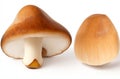 Boletus mushroom isolated on white background
