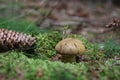 Boletus mushroom Royalty Free Stock Photo