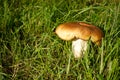 Large edible mushroom in the wild. Mushroom picking time