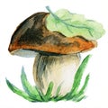 Boletus mushroom paited with watercolor