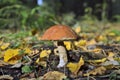 Boletus Royalty Free Stock Photo