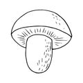 Boletus mushroom sketch hand drawn doodle. single element for design card, icon, poster, , monochrome, minimalism. nature, plant, Royalty Free Stock Photo