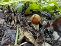 Boletus mushroom taken close up in Royalty Free Stock Photo