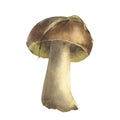 Boletus mushroom watercolor, big white mushroom, spongy mushroom, vegetarian gourmet cuisine, illustration isolated on