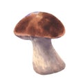 Boletus mushroom watercolor, big white mushroom, spongy mushroom, vegetarian gourmet cuisine, illustration isolated on