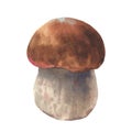 Boletus mushroom watercolor, big white mushroom, spongy mushroom, vegetarian gourmet cuisine, illustration isolated on