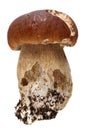 Boletus mushroom on a white background