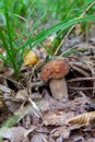 Boletus mushroom in the wild. Porcini mushroom grows on the forest floor at autumn season Royalty Free Stock Photo