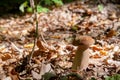 Boletus mushroom in the wild. Porcini mushroom grows on the forest floor at autumn season Royalty Free Stock Photo