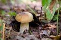 Boletus mushroom in the wild. Porcini mushroom grows on the forest floor at autumn season Royalty Free Stock Photo