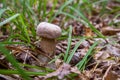 Boletus mushroom in the wild. Porcini mushroom grows on the forest floor at autumn season Royalty Free Stock Photo