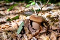 Boletus mushroom in the wild. Porcini mushroom grows on the forest floor at autumn season Royalty Free Stock Photo