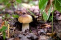 Boletus mushroom in the wild. Porcini mushroom grows on the forest floor at autumn season Royalty Free Stock Photo