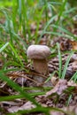 Boletus mushroom in the wild. Porcini mushroom grows on the forest floor at autumn season Royalty Free Stock Photo