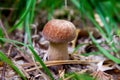 Boletus mushroom in the wild. Porcini mushroom grows on the forest floor at autumn season Royalty Free Stock Photo