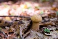 Boletus mushroom in the wild. Porcini mushroom grows on the forest floor at autumn season Royalty Free Stock Photo