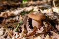 Boletus mushroom in the wild. Porcini mushroom grows on the forest floor at autumn season Royalty Free Stock Photo