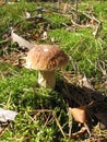 Boletus mushroom in the wild. White mushroom in the autumn forest. White fungus growing in the wild.