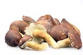 Boletus mushrooms Royalty Free Stock Photo