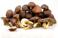 Boletus mushrooms Royalty Free Stock Photo