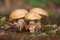 Boletus mushrooms