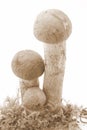 Boletus mushrooms