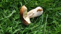 Boletus mushrooms in the autumn