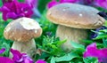 Boletus Mushrooms Composition, Italy Royalty Free Stock Photo