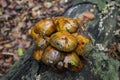 Boletus mushrooms on green moss on tree in forest Royalty Free Stock Photo