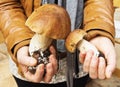 Boletus mushrooms in hands of woman Royalty Free Stock Photo