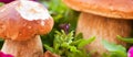 Boletus Mushrooms Composition, Italy Royalty Free Stock Photo