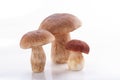 Boletus mushrooms, Porcini Mushroom. Studio shoot Royalty Free Stock Photo