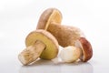 Boletus mushrooms, Porcini Mushroom. Studio shoot Royalty Free Stock Photo