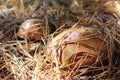 Boletus mushrooms under dry pine needles
