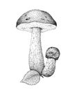 Boletus Mushrooms