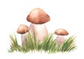 Boletus mushrooms watercolor, big white mushroom with grass, spongy mushroom, vegetarian gourmet cuisine, autumn mushrooms hand