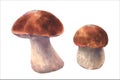 Boletus mushrooms watercolor, big white mushrooms, spongy mushroom, vegetarian gourmet cuisine, vector illustration.