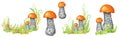 Boletus mushrooms watercolor set, big mushroom with grass, spongy mushroom, vegetarian gourmet cuisine, autumn mushrooms