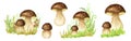 Boletus mushrooms watercolor set, big white mushroom with grass, spongy mushroom, vegetarian gourmet cuisine, autumn