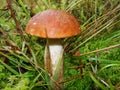 Boletus with an orange hat in the aspen forest. Edible mushroom. Aspen mushroom close up in a wood Royalty Free Stock Photo