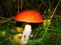 Boletus with an orange hat in the aspen forest. Edible mushroom. Aspen mushroom close up in a wood Royalty Free Stock Photo