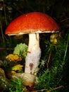 Boletus with an orange hat in the aspen forest. Edible mushroom. Aspen mushroom close up in a wood Royalty Free Stock Photo