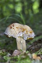 Boletus during the period of guttation Hypomyces sp.Guttatia represents the physiological process of removing water